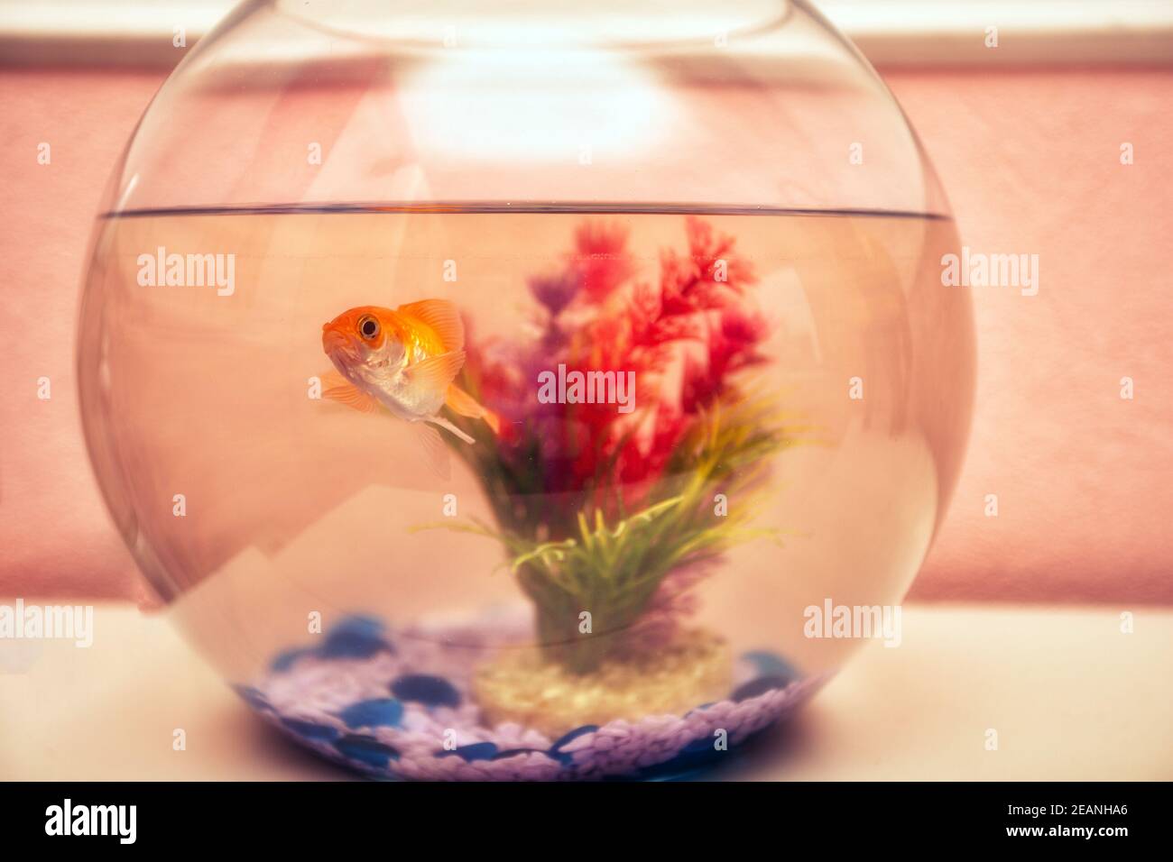 Image showcasing Goldfish water splash hi-res stock photography and images - Alamy