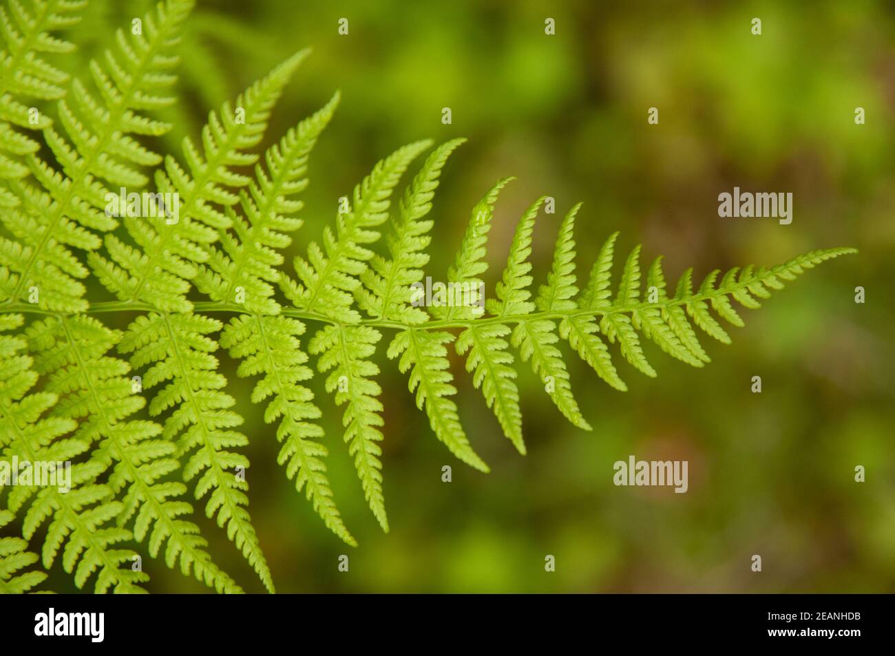 Fern Forest Floor High Resolution Stock Photography and Images - Alamy