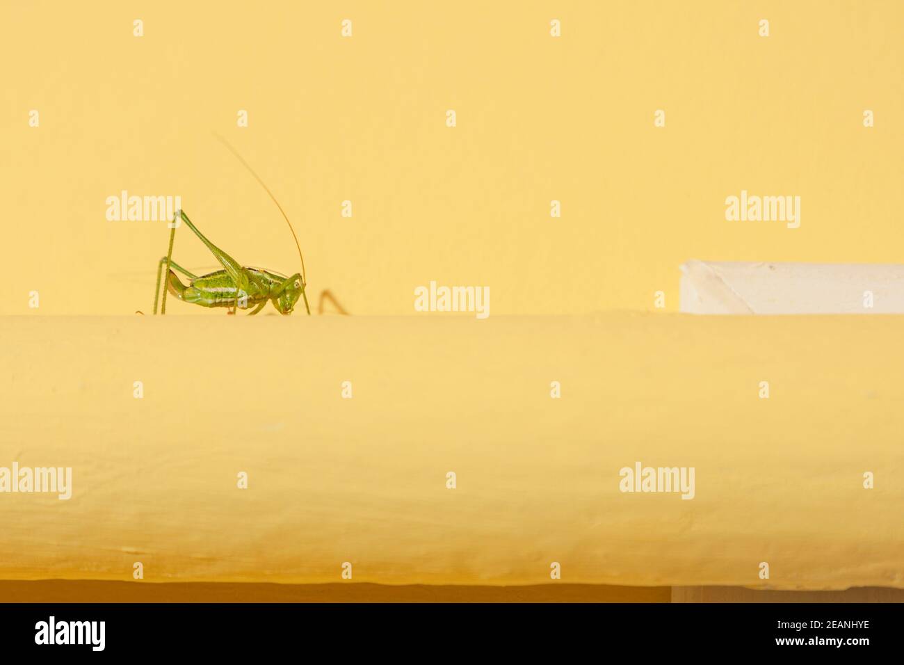 Green grasshopper on a yellow tube Stock Photo