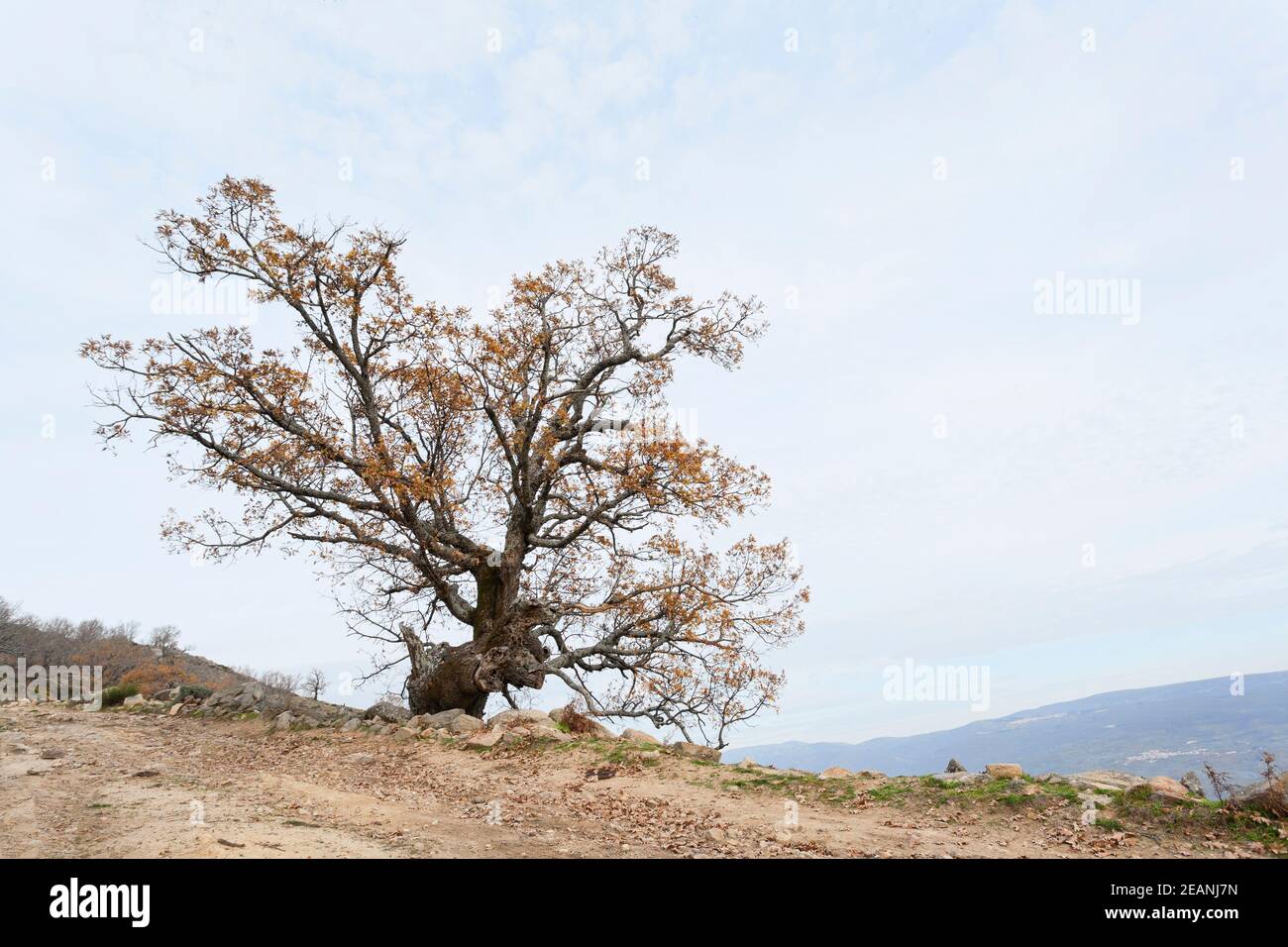 Tree above the horizon hi-res stock photography and images - Alamy