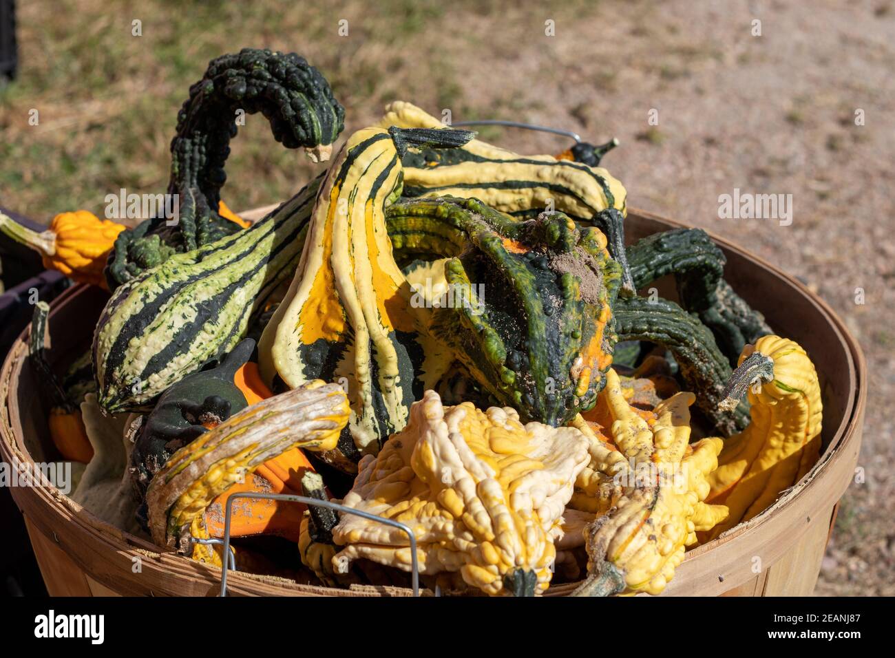 Farmers Market Green and Orange Squash basket full Stock Photo