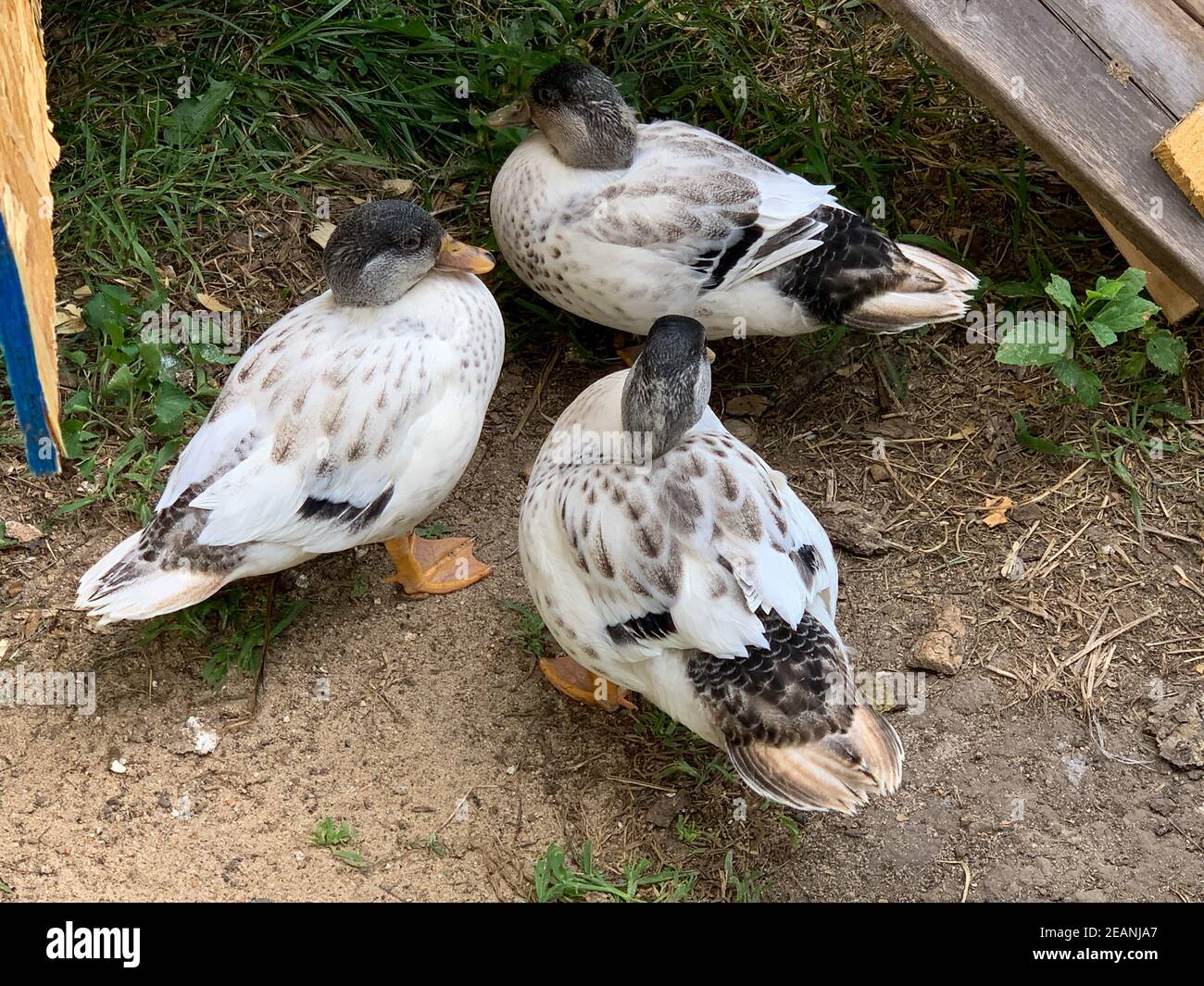 call ducks for sale australia