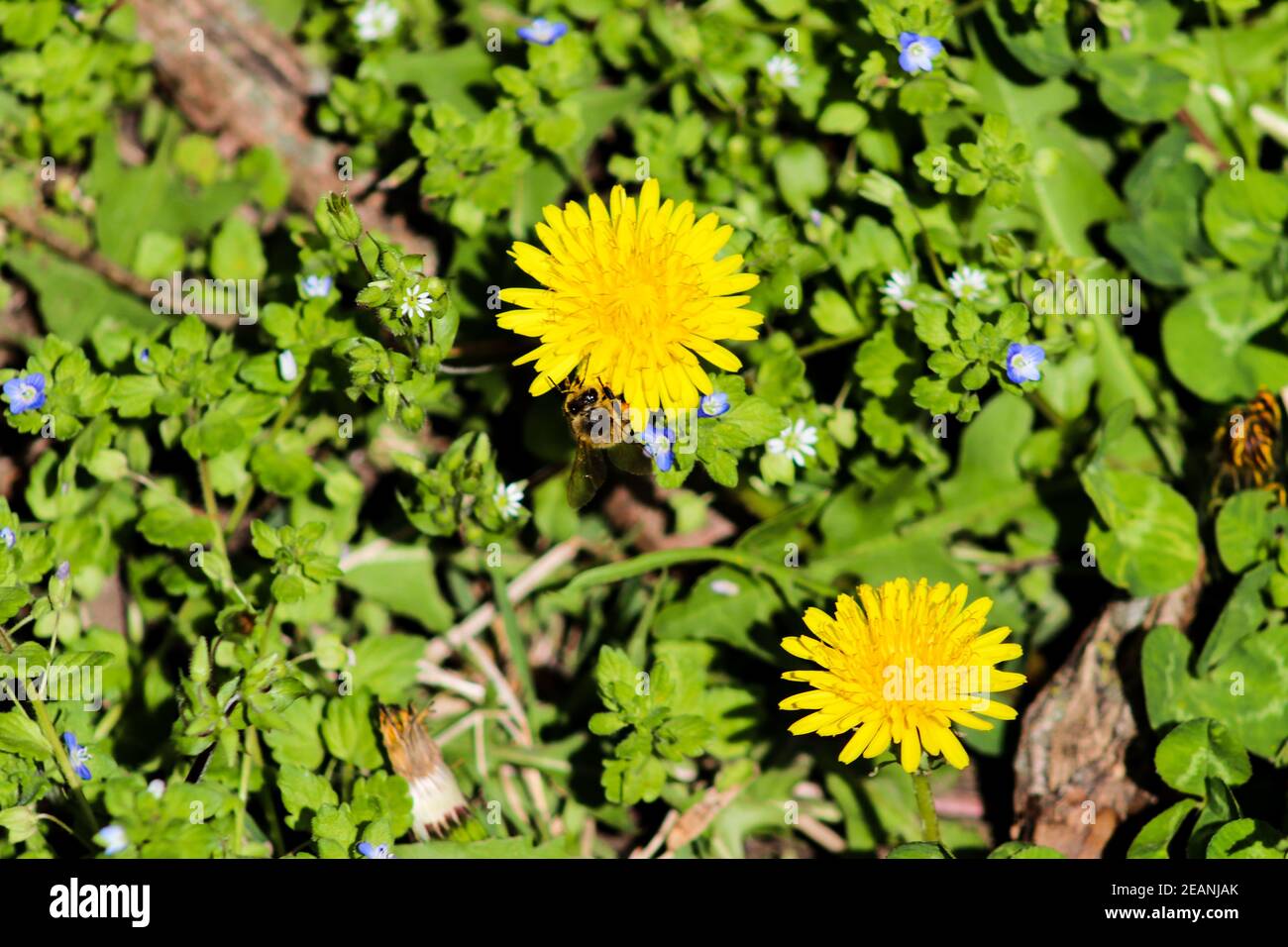 Wildflower background hi-res stock photography and images - Alamy
