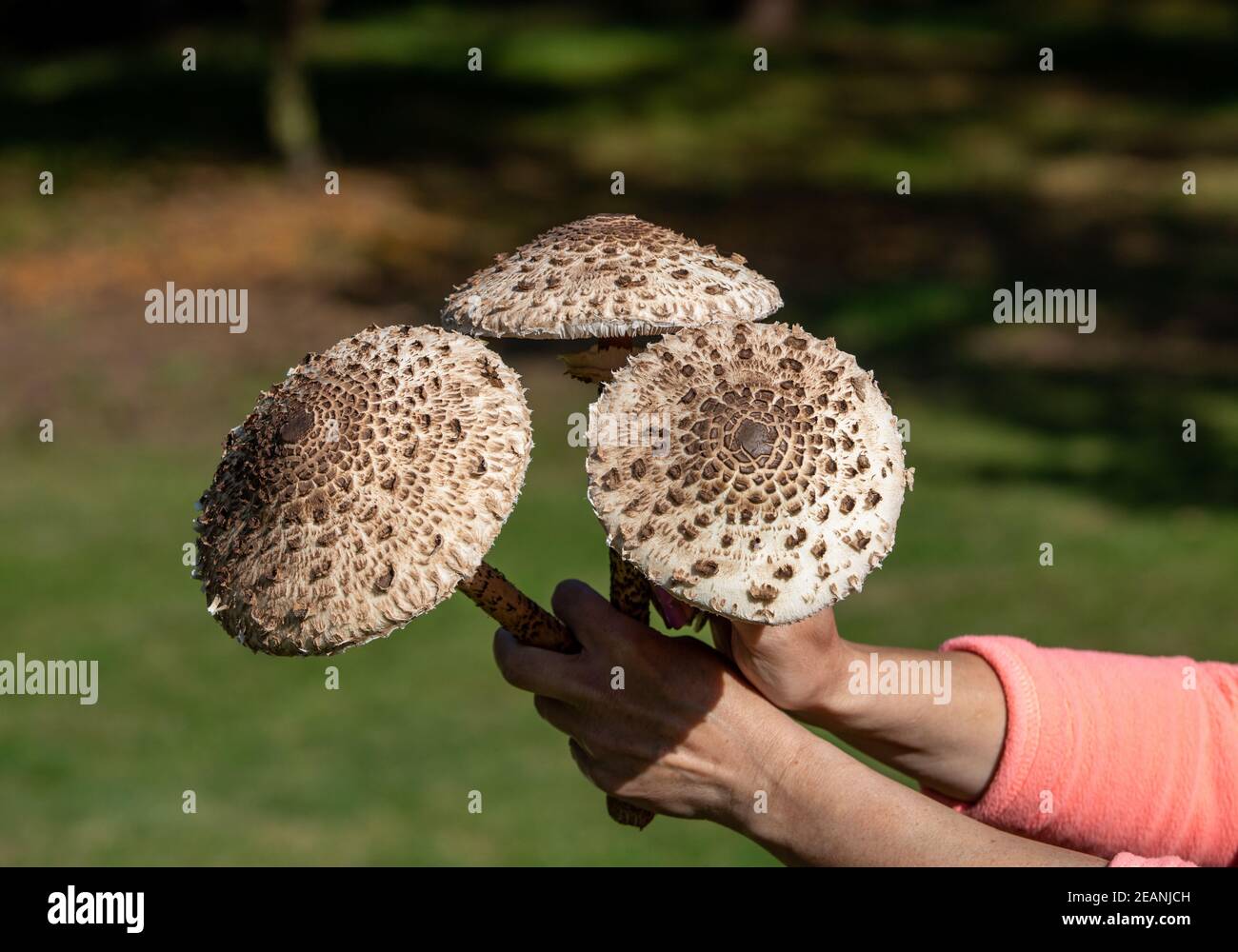 Ripe parasol mushroom in the mushroom picker's hand Stock Photo