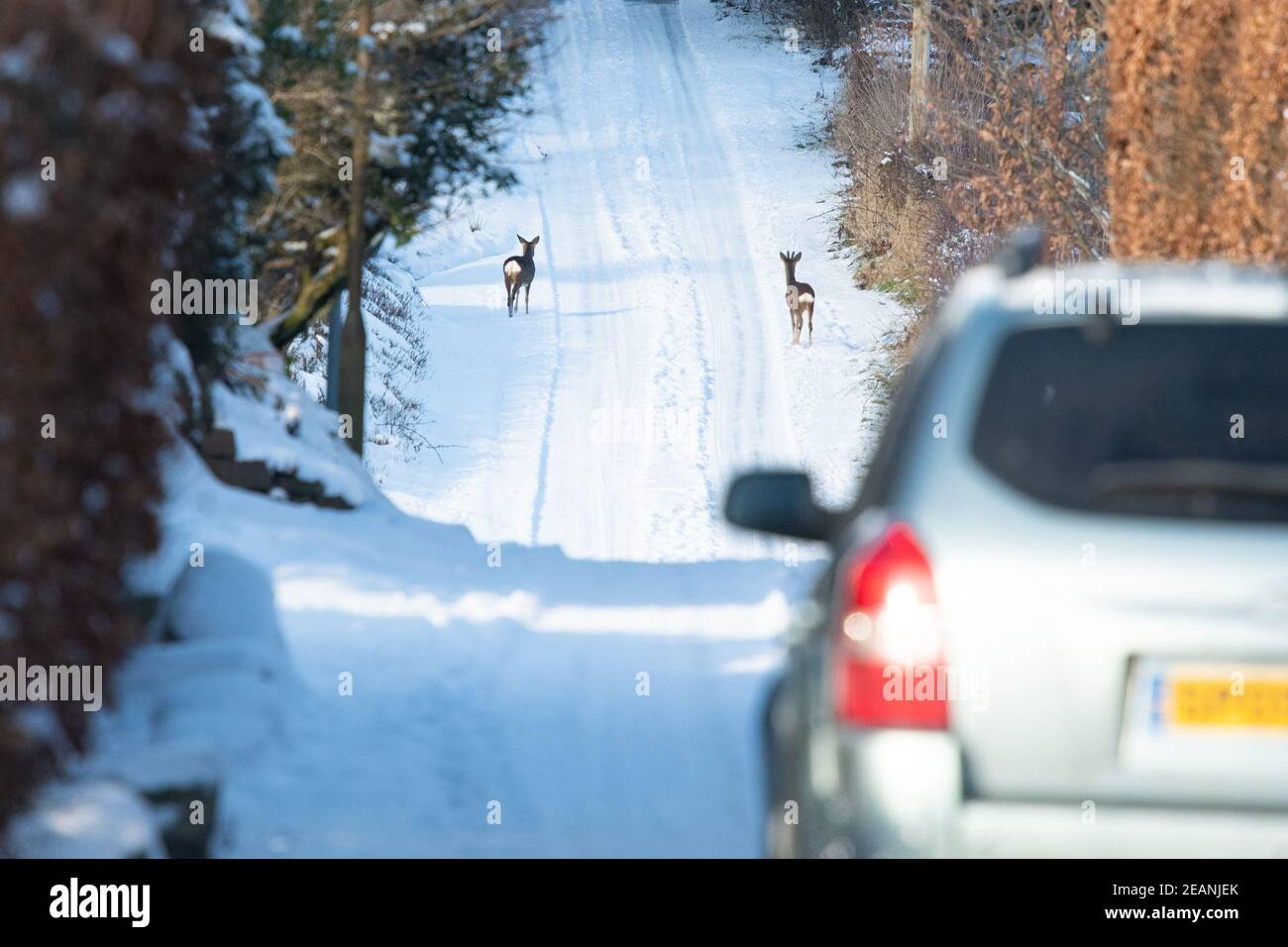 Killearn, Stirling, Scotland, UK. 10th Feb, 2021. UK weather - overnight snow in Killearn, Stirling, Scotland. pictured - two roe deer perfectly at home wandering down a road on the edge of the village in the middle of the day, only darting into a nearby copse when a car approached Credit: Kay Roxby/Alamy Live News Stock Photo