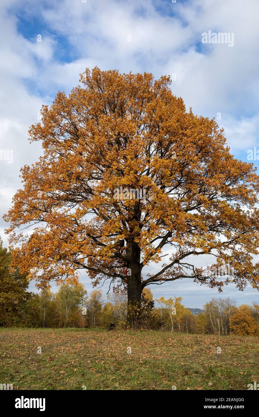Oak tree with golden autumn foliage in sunny day Stock Photo - Alamy