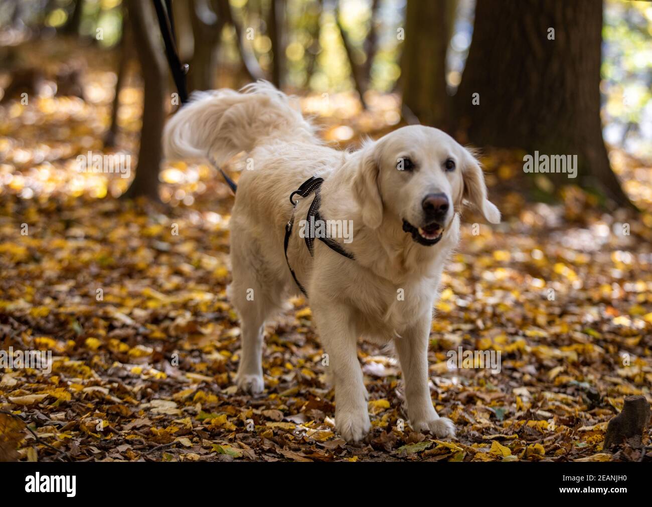 Golden retriever for a walk on a background of autumn leaves Stock ...