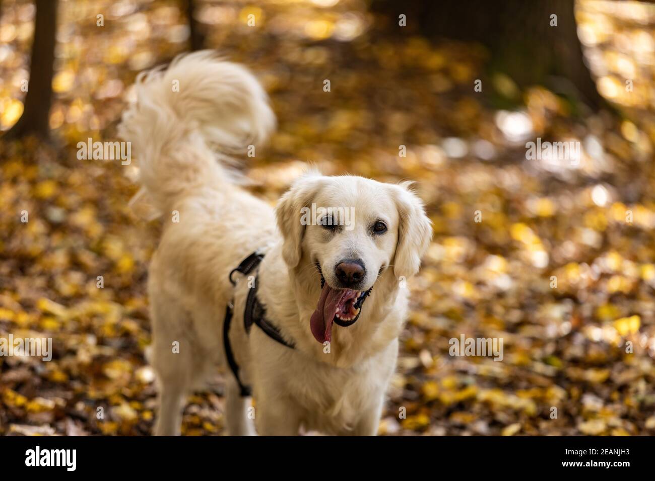 Golden retriever for a walk on a background of autumn leaves Stock ...