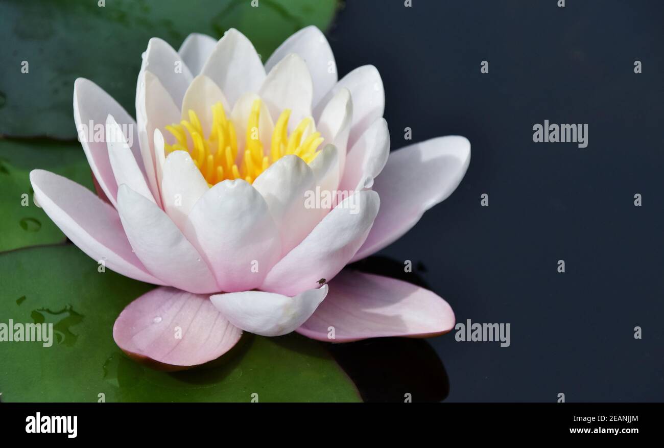 Close up of a beautiful pink water lily blossom Stock Photo