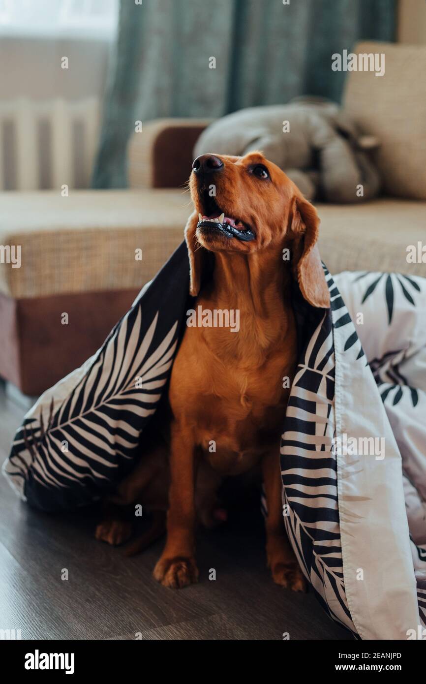 The dog, wrapped in a blanket, looking to the side Stock Photo Alamy