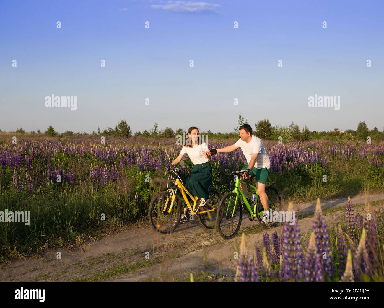 couple of adult women and men ride bicycles together among beautiful wild lupins with pink, purple flowers. active lifestyle concept, digital detox. R Stock Photo