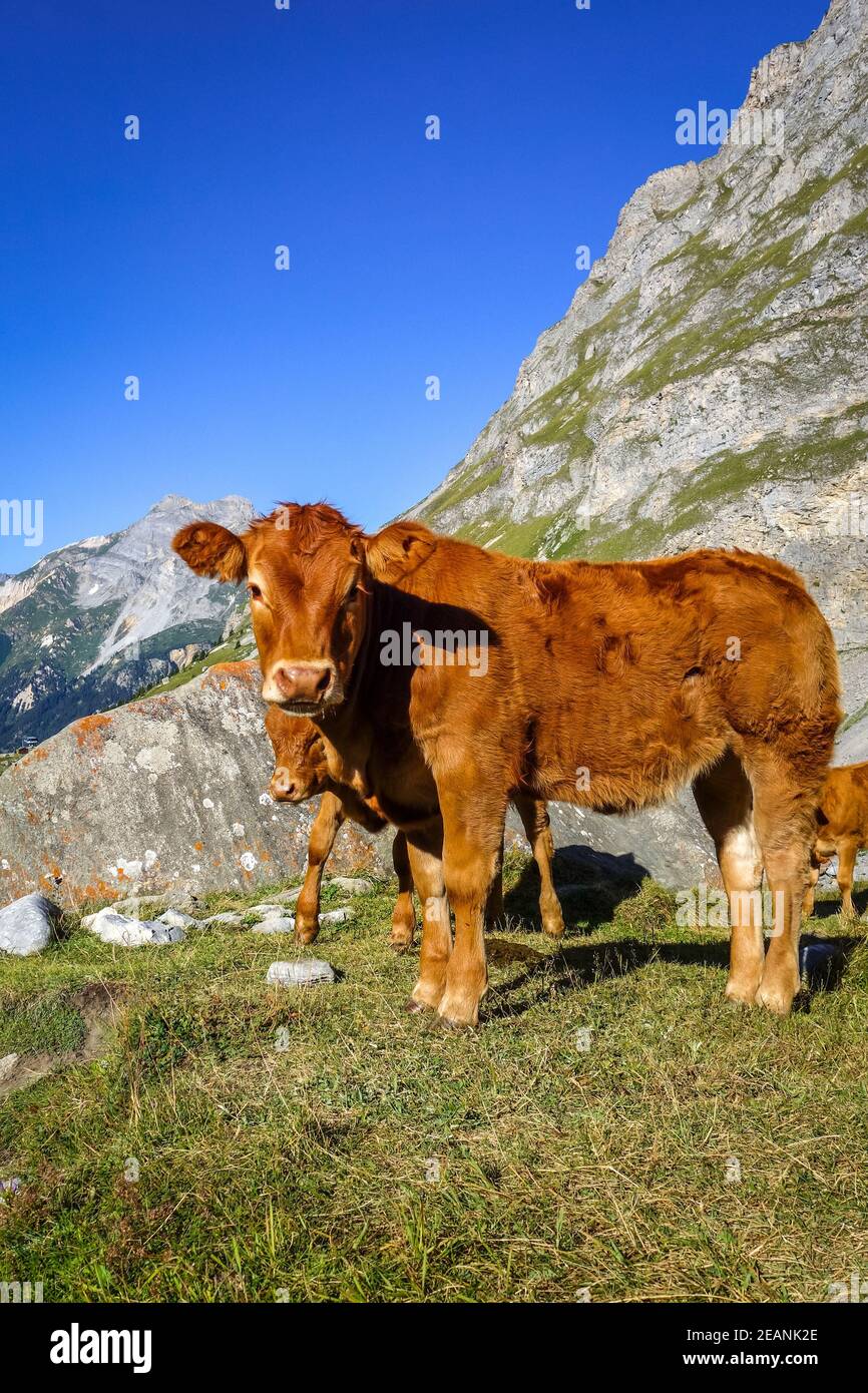 Cows in alpine pasture, Pralognan la Vanoise, French Alps Stock Photo