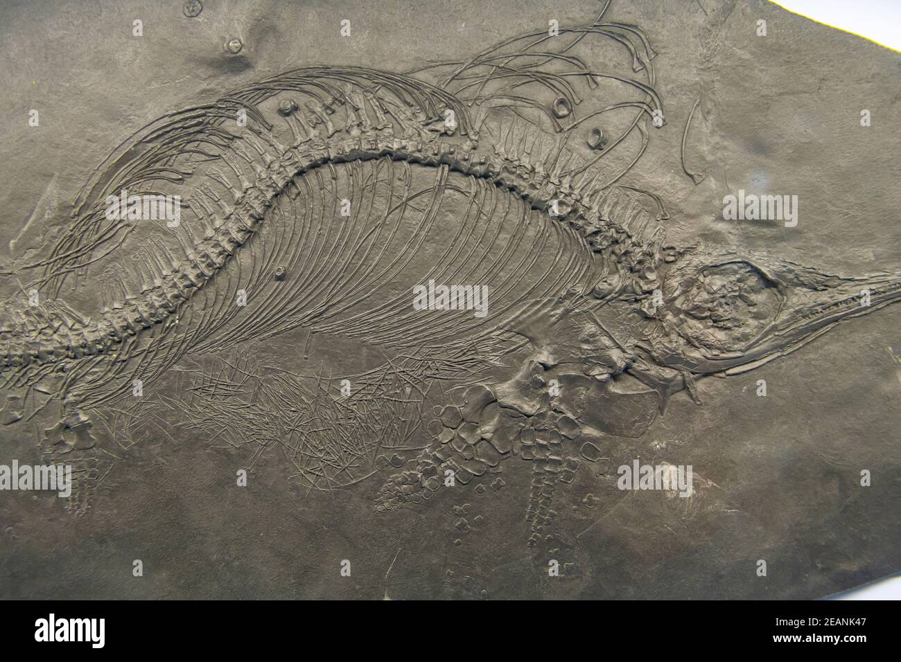 Fossils on display, Museum of Fossils from Meride, UNESCO World Heritage Site, Monte San Giorgio, Switzerland, Europe Stock Photo