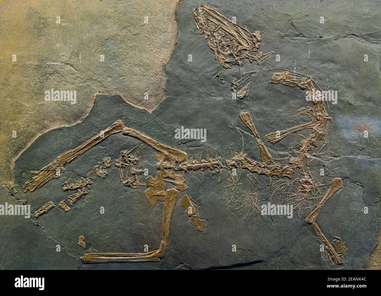 Fossils on display, Museum of Fossils from Meride, UNESCO World Heritage Site, Monte San Giorgio, Switzerland, Europe Stock Photo