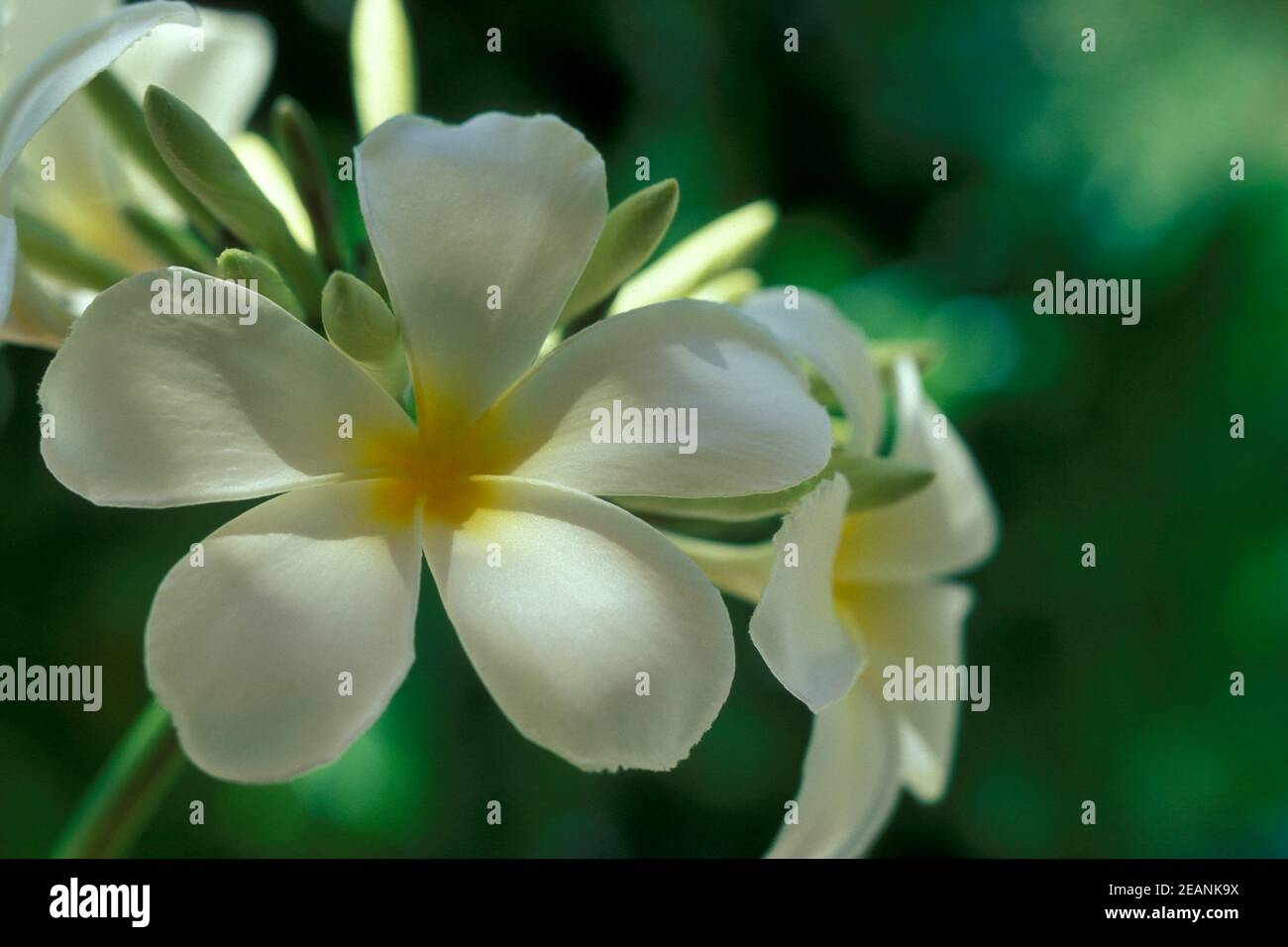National flower of thailand hi-res stock photography and images - Alamy