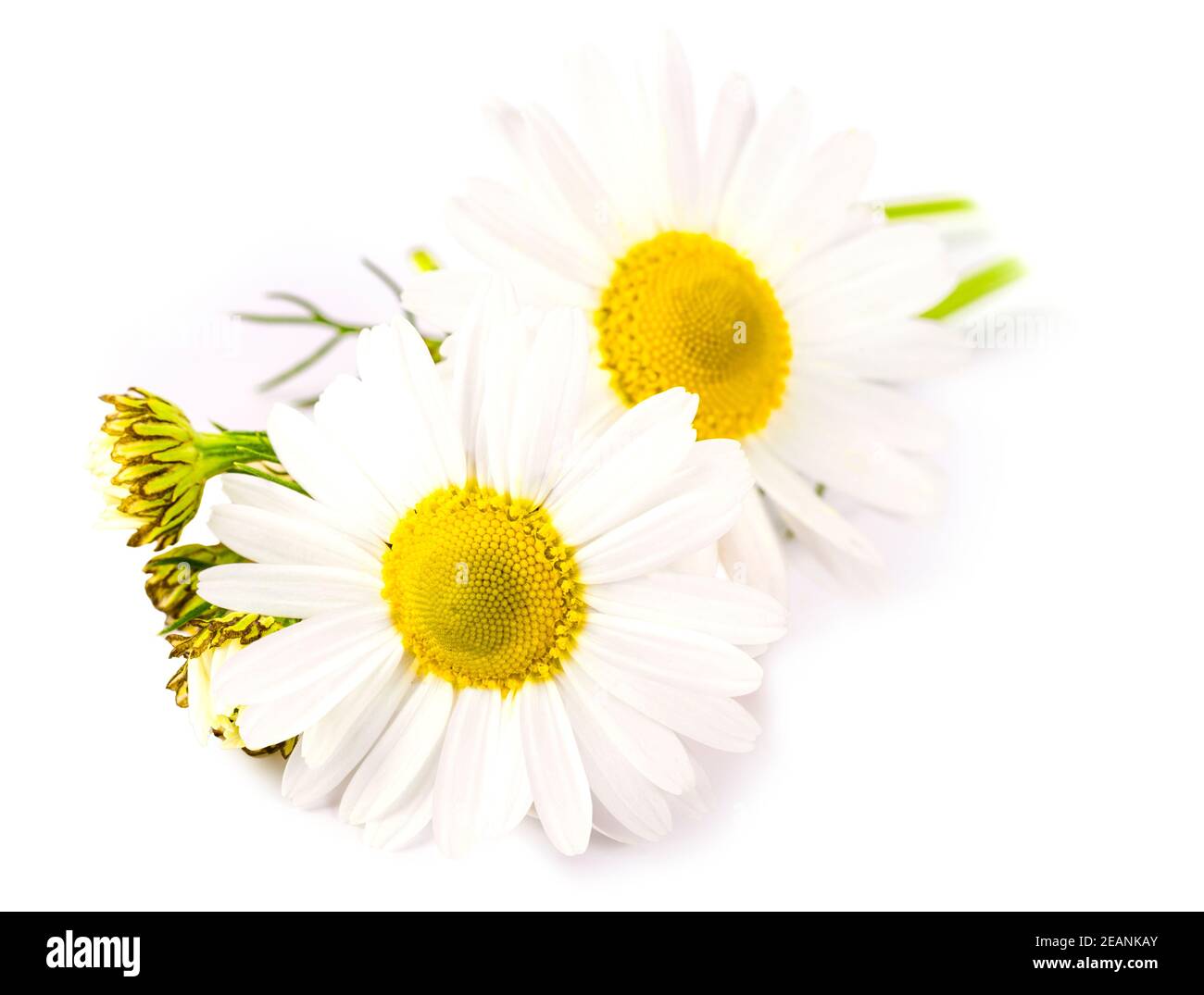 The Beautiful chamomile flowers on white Stock Photo