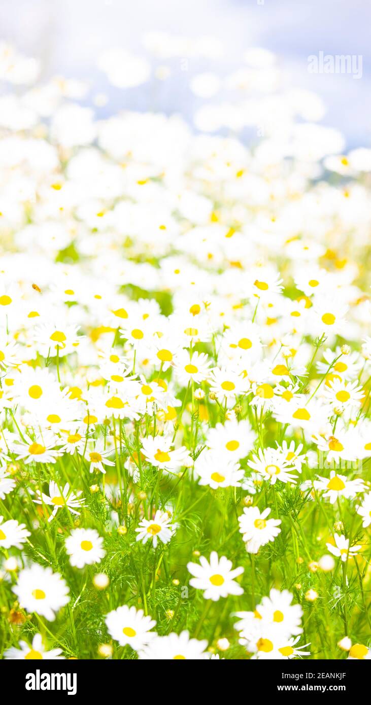 Beautiful chamomile hi-res stock photography and images - Alamy