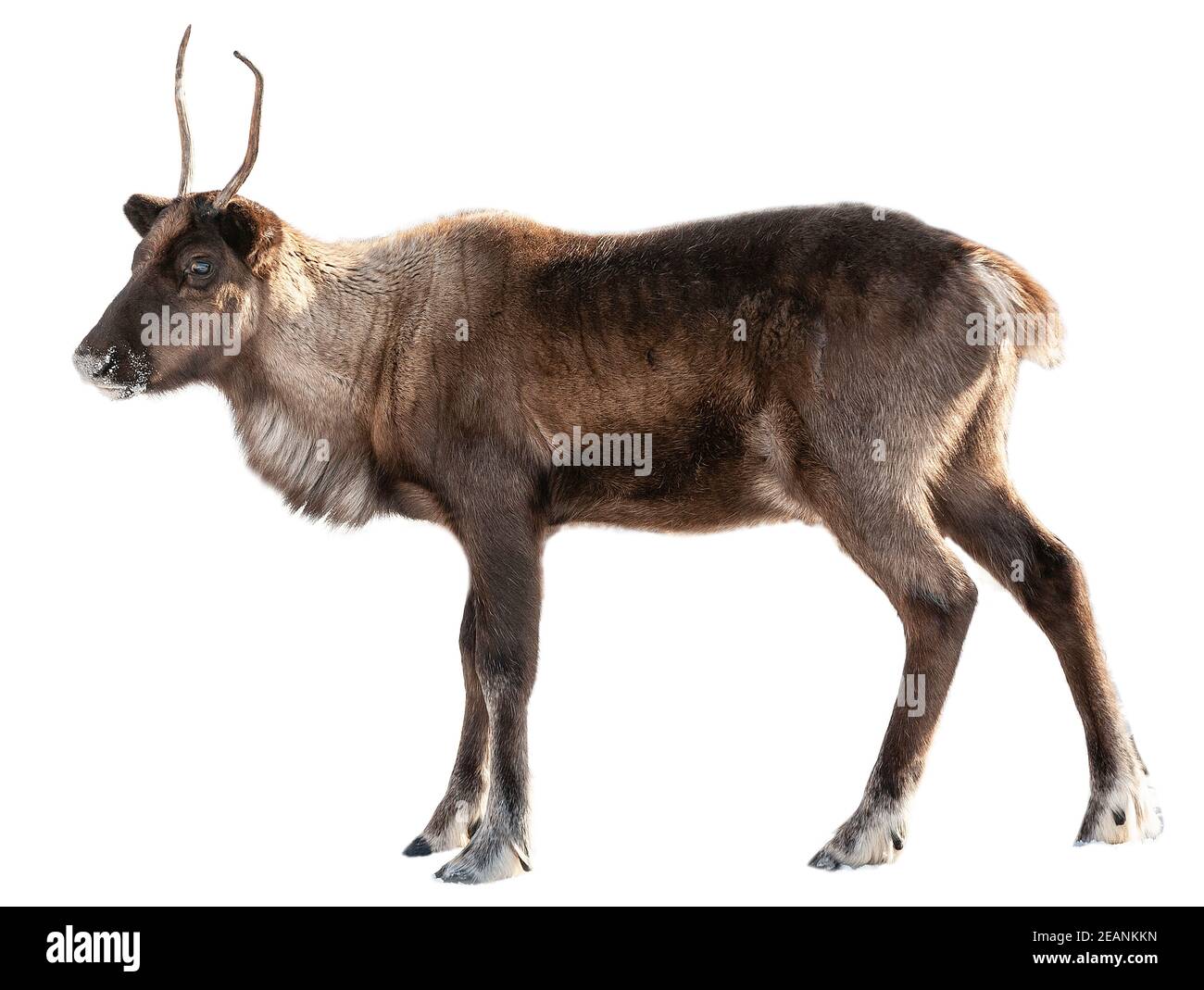The image of a northern deer on a white background Stock Photo