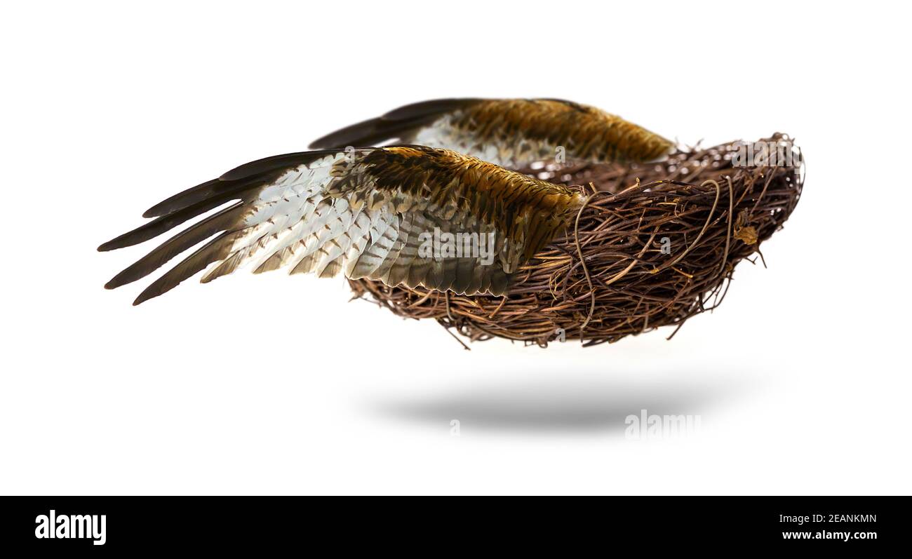 The Empty nest with wings isolated on white background Stock Photo