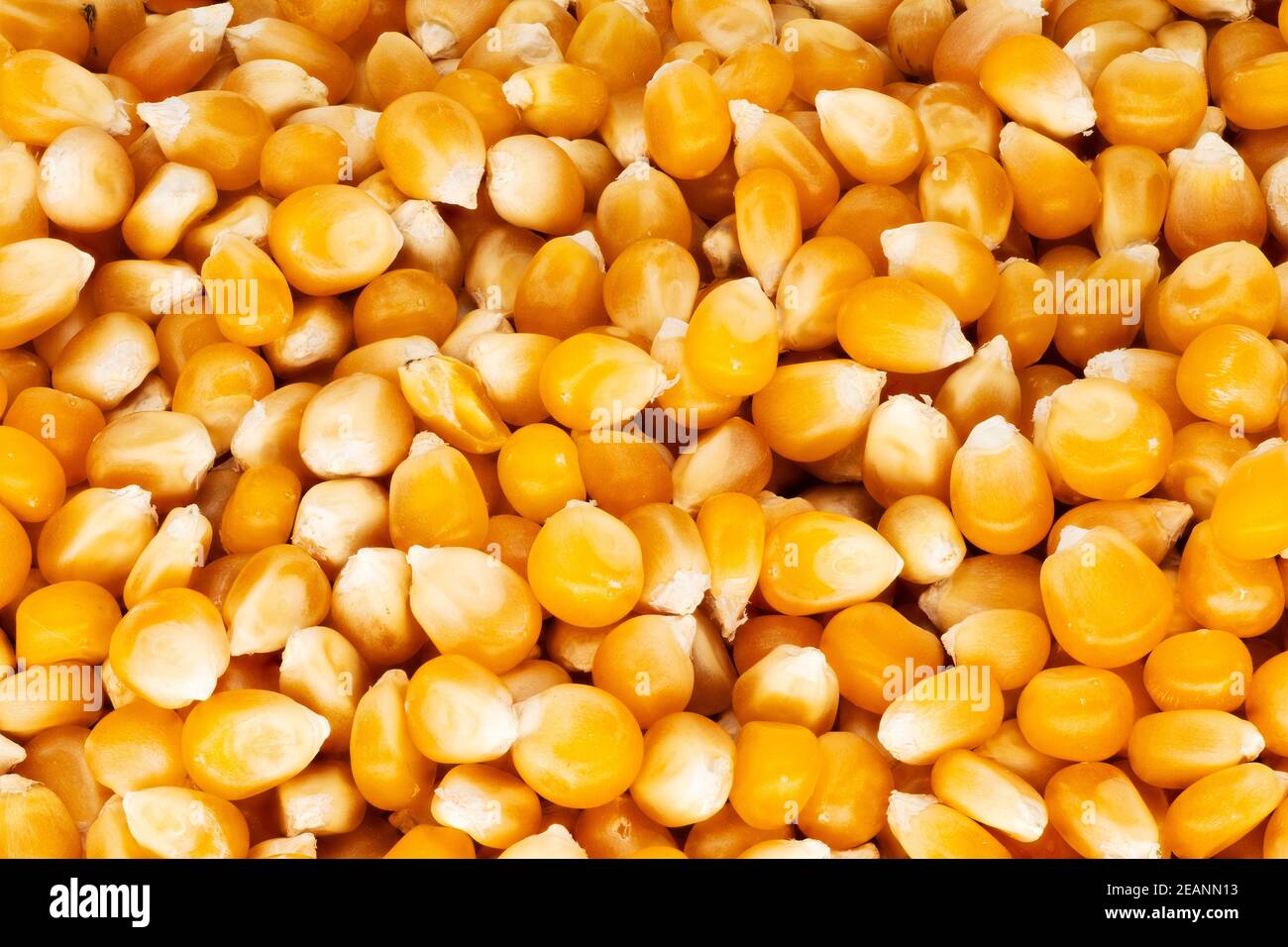 Maize Popcorn Stock Photo