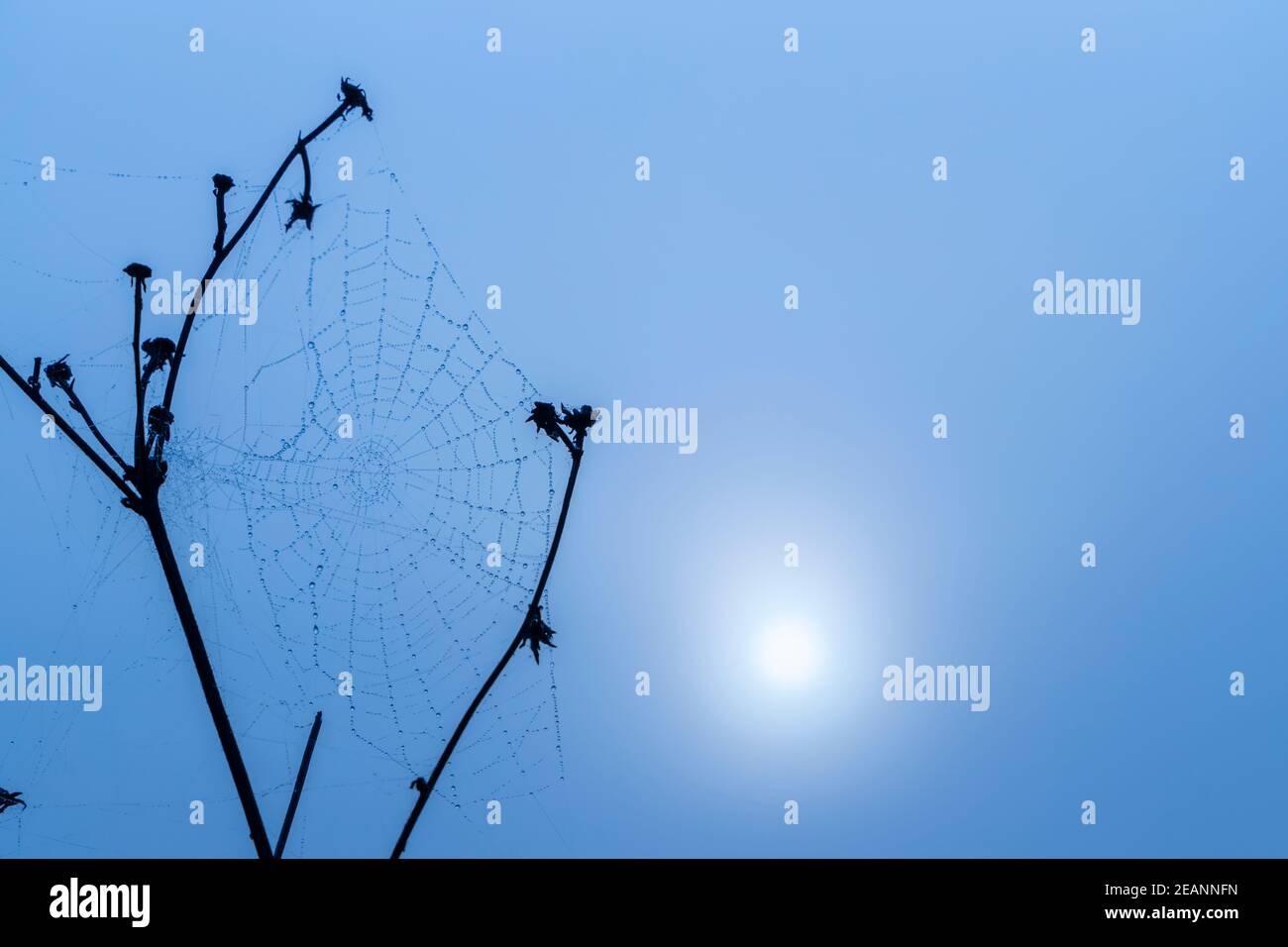 Natural spider cob hi-res stock photography and images - Alamy