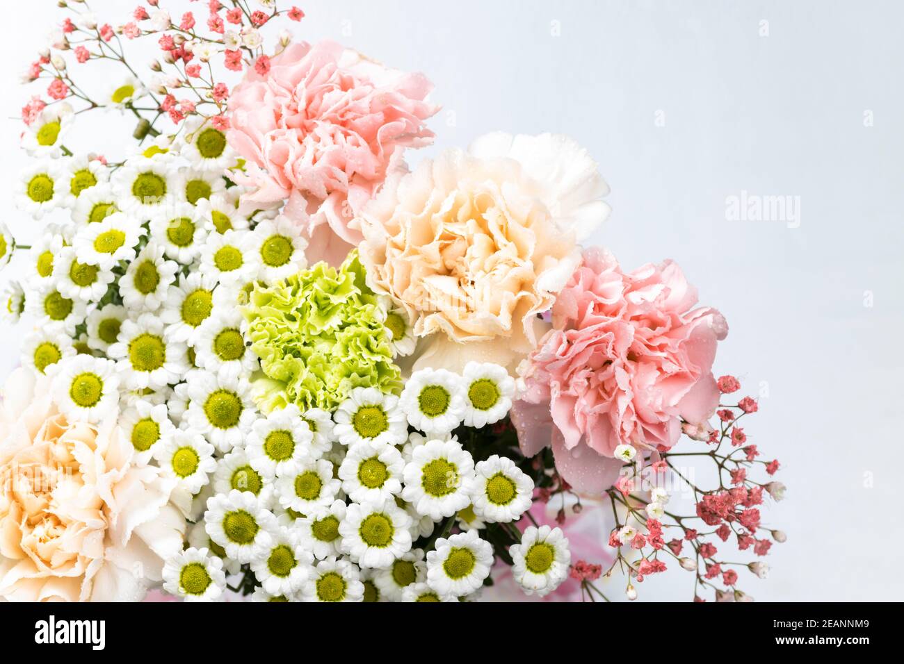 Still life of flowers on white background Stock Photo - Alamy