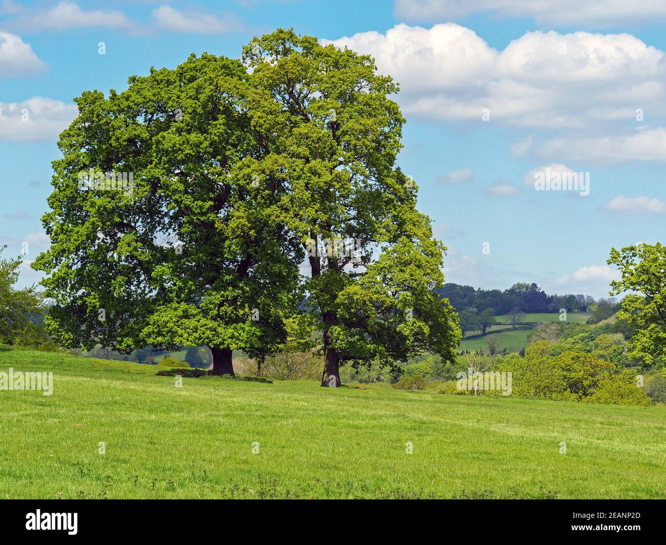 Trees with summer foliage on a green hillside Stock Photo