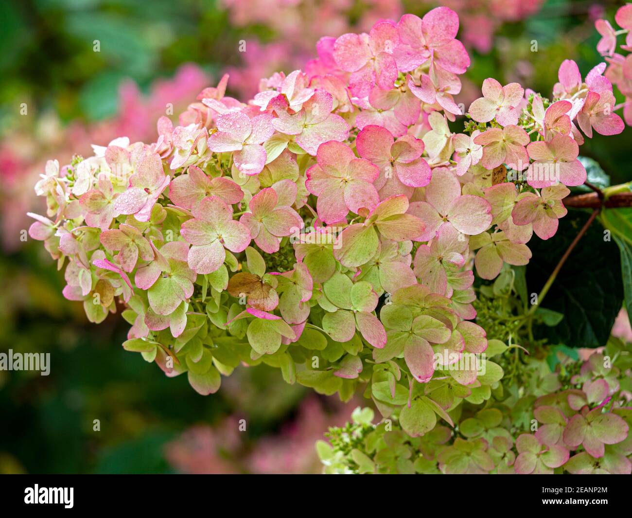 Closeup of the pink flowers of Hydrangea paniculata Stock Photo - Alamy