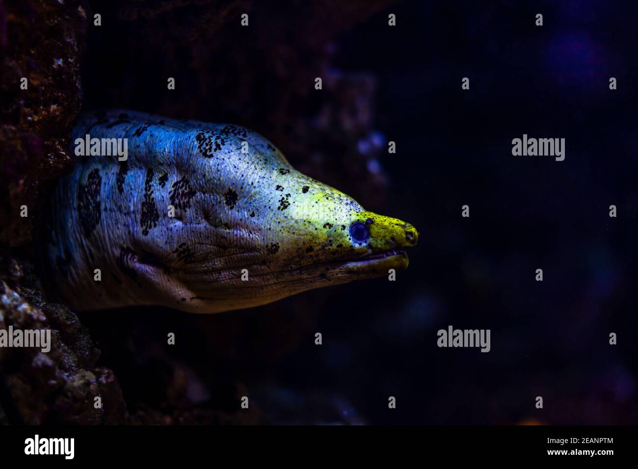 Murena lurking on the food in a cave in the underwater world Stock Photo