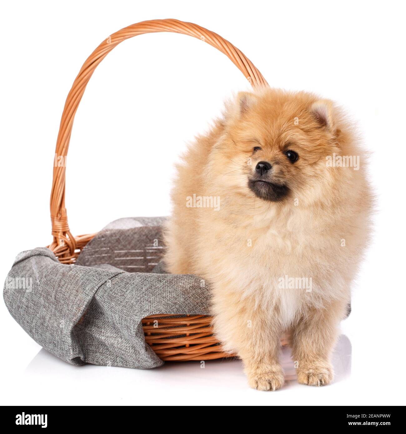 Beautiful dog Pomeranian Spitz climbs out of a wicker basket and looks away. Stock Photo
