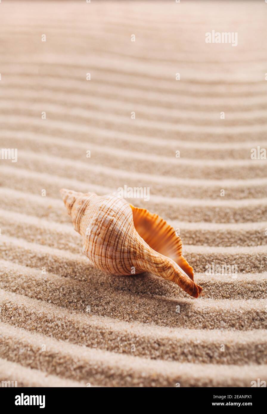 Sea shell on the sand. Summer beach background. Close up. Place for text. Stock Photo
