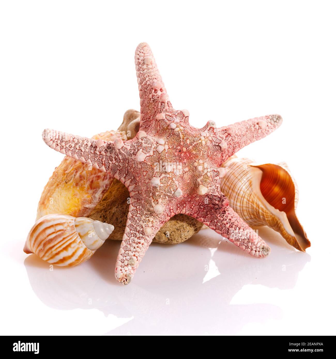 Starfish and different seashells on a white background. Close up. Stock Photo