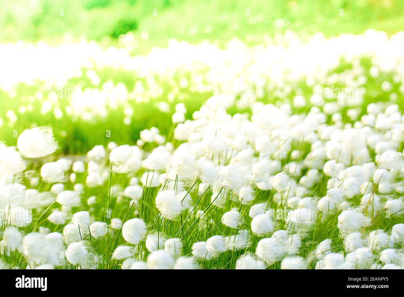 Arctic cotton grass in Kamchatka Stock Photo