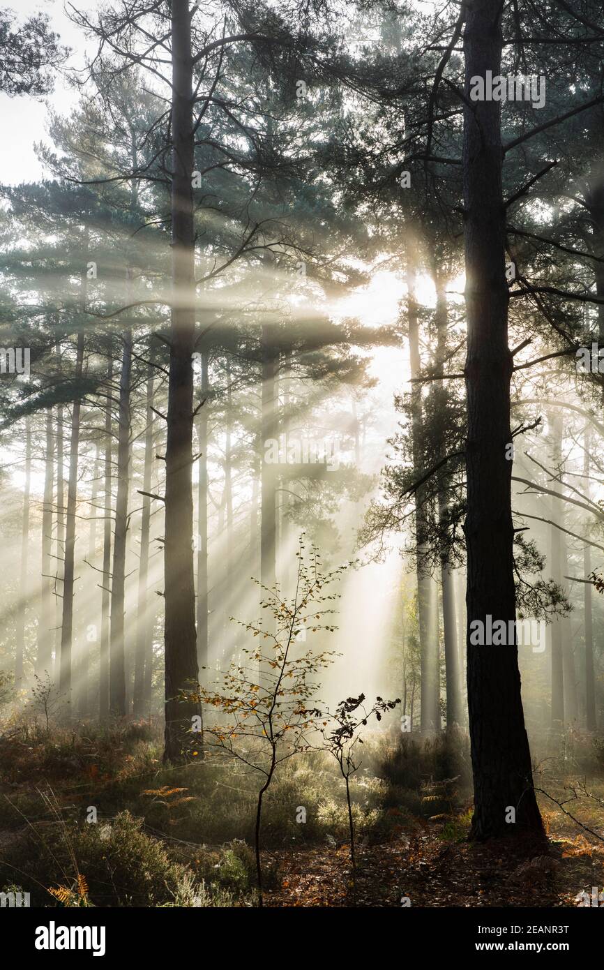 Rays of sun breaking through mist in woodland of scots pine trees, Newtown Common, Hampshire, England, United Kingdom, Europe Stock Photo