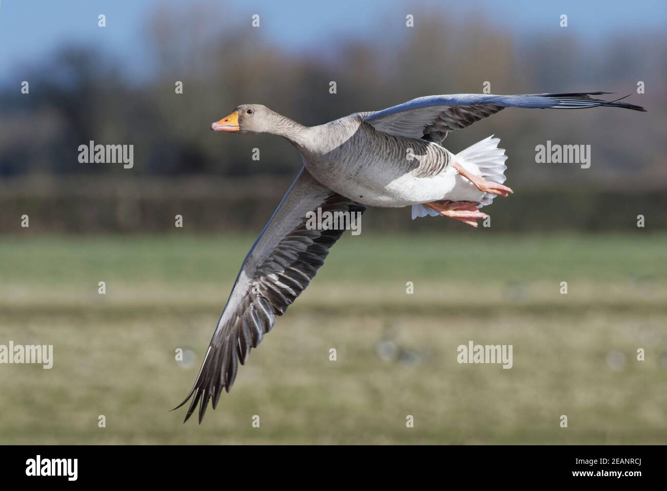 Greylag goose (Anser anser) flying over marshy pastureland, Gloucestershire, England, United Kingdom, Europe Stock Photo