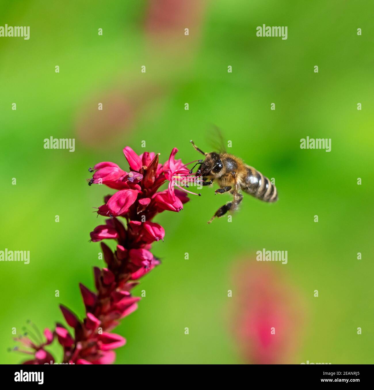 Bee flying to a red knotweed flower Stock Photo