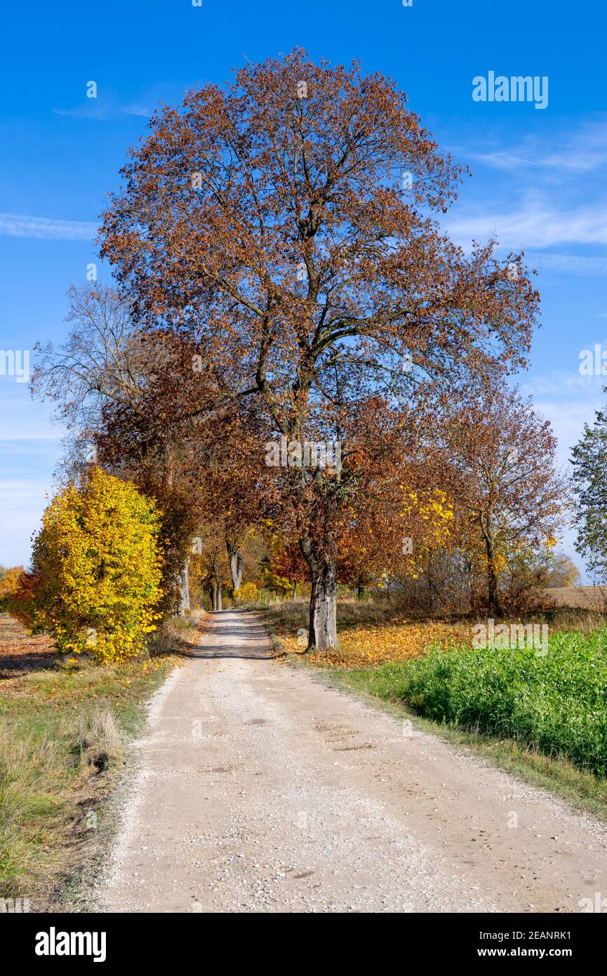 Autumn scenic with a country road and a tree Stock Photo - Alamy