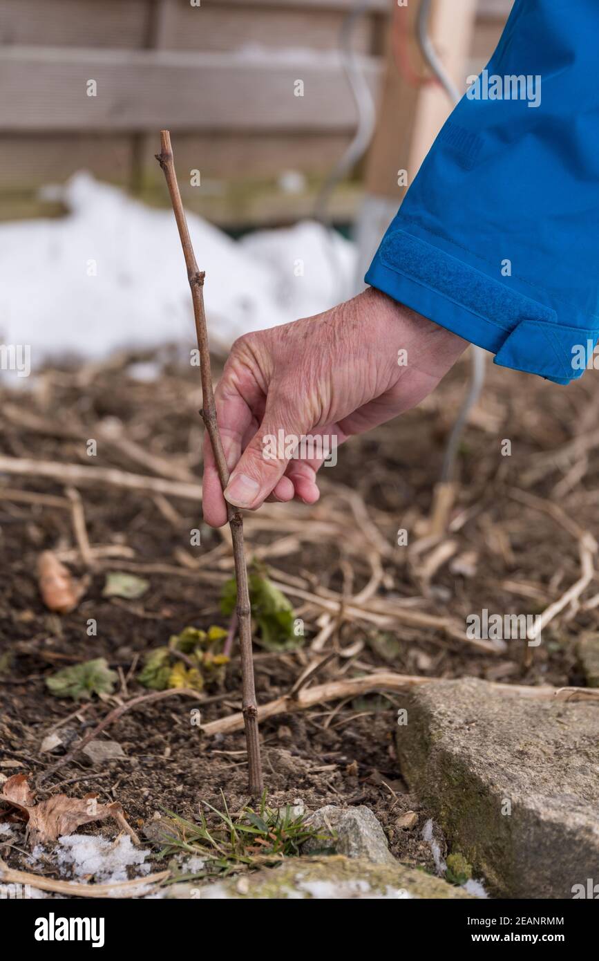 Seedling of a grapevine - viticulture Stock Photo