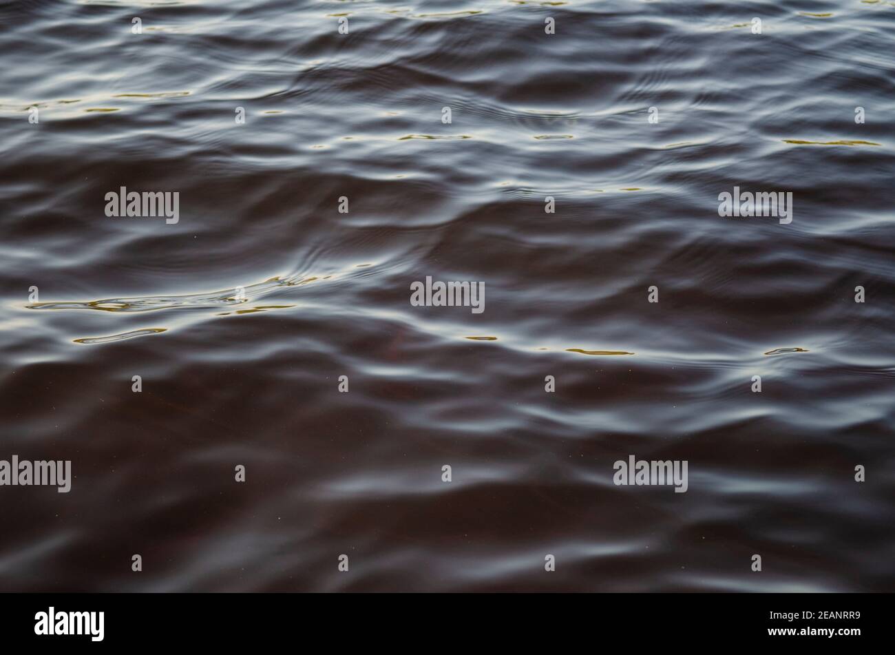 A closeup of water dwelling Stock Photo Alamy