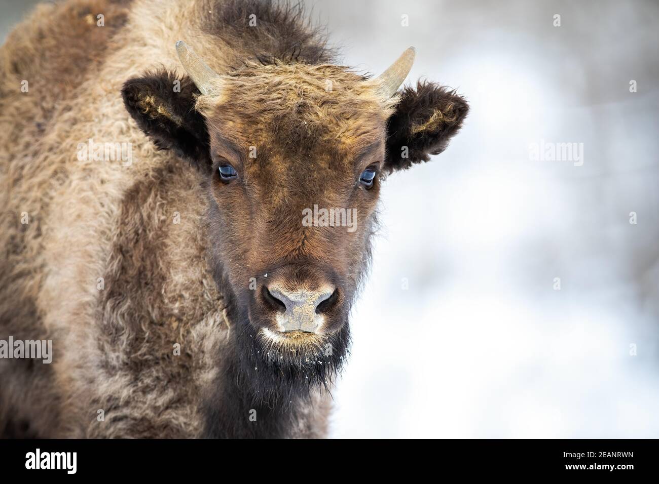 Portrait of european wood bison calf with small horns looking into the camera Stock Photo