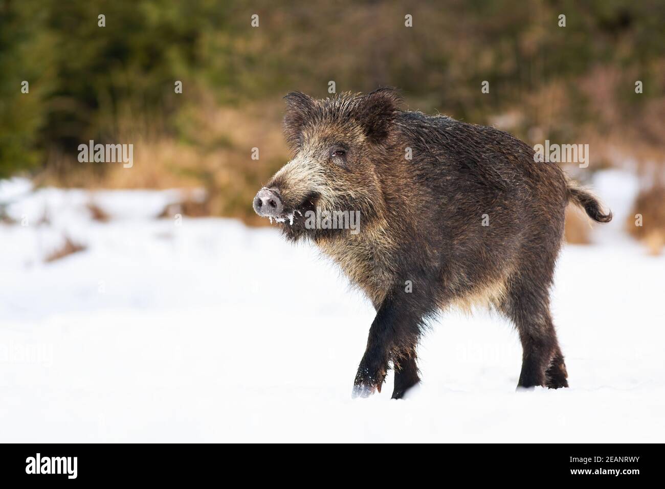 Wild boar walking on snowy meadow in wintertime nature Stock Photo