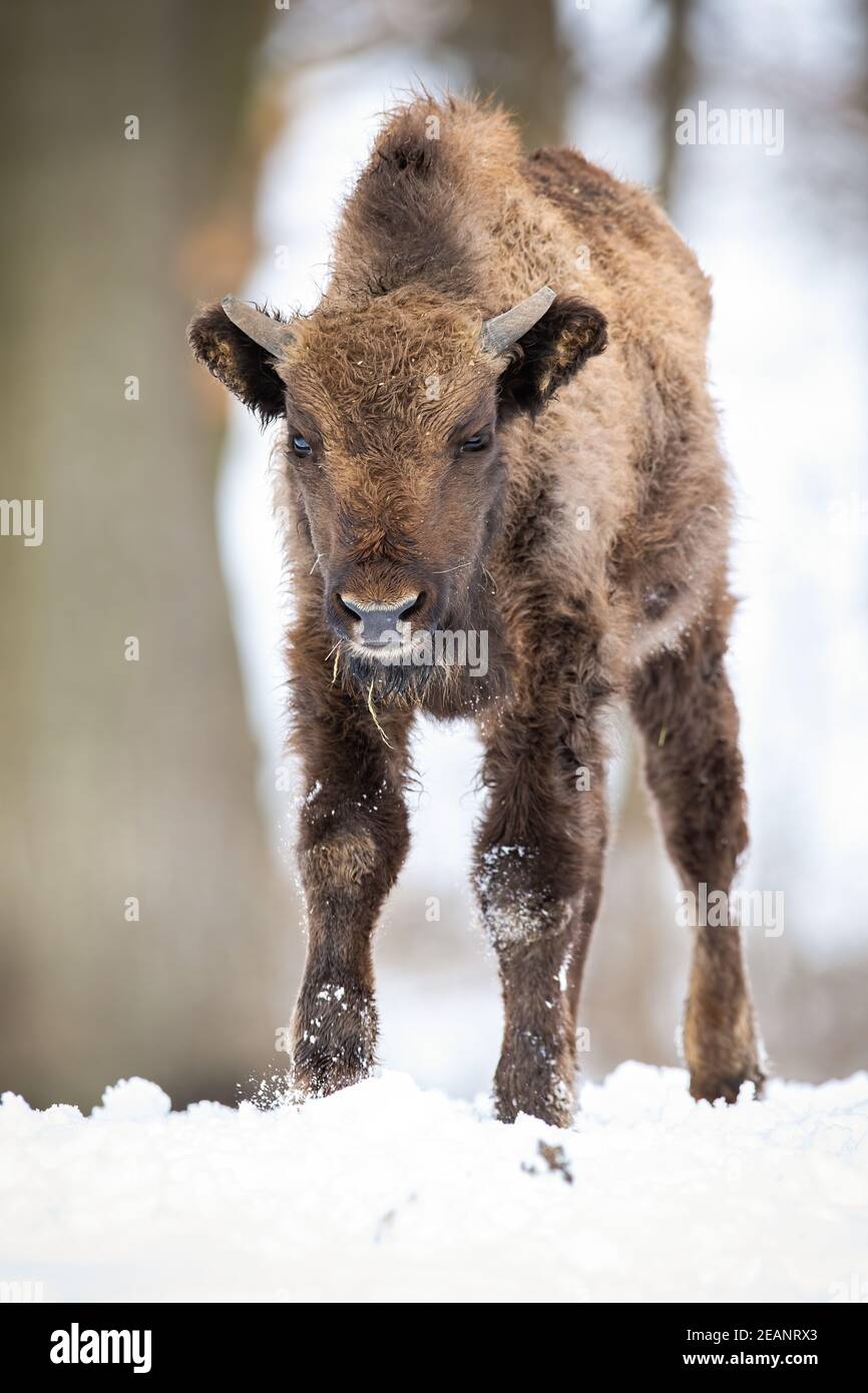 Young european bison approaching from front view on snow in winter forest Stock Photo