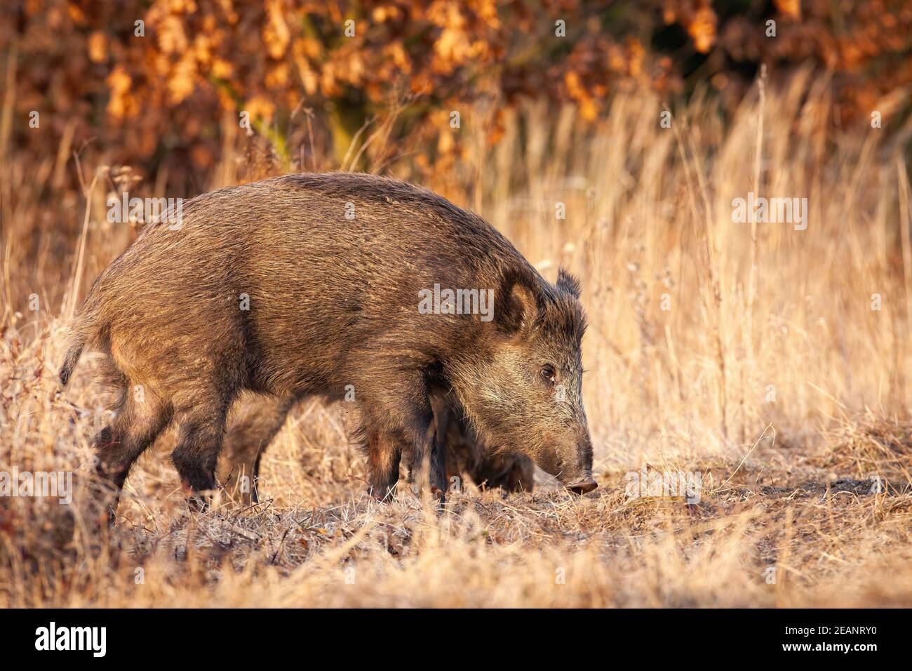 Wild boar sniffing on dry field in autumn nature. Stock Photo