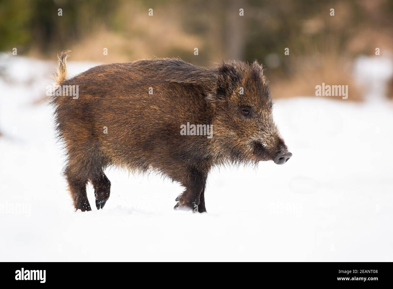 Wild boar going on white meadow in wintertime nature Stock Photo
