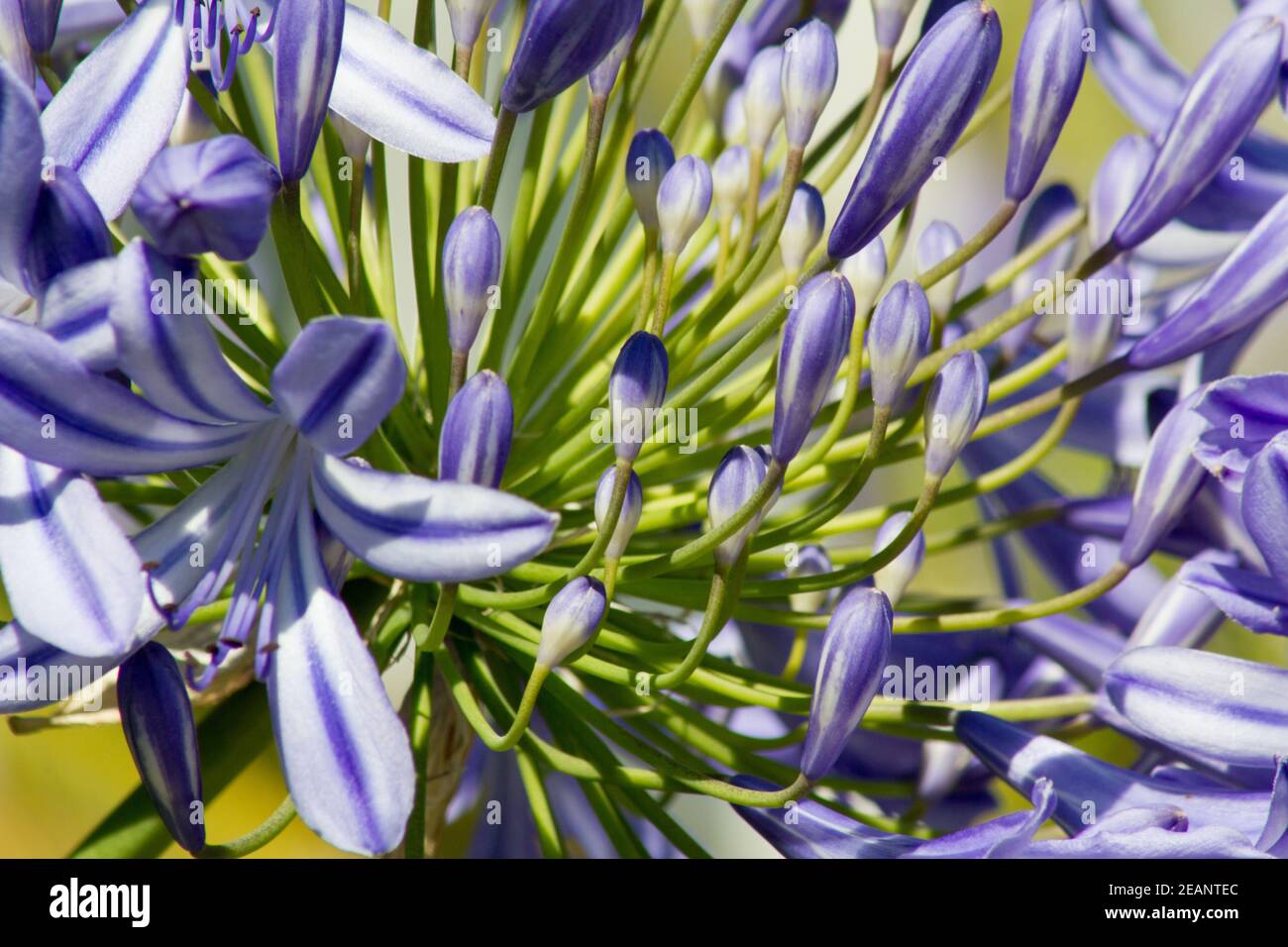 Blue flowering Agapanthus in a garden in Goettingen , Germany Stock Photo