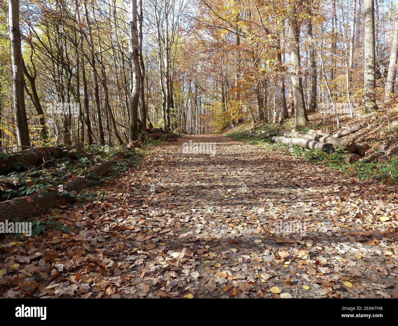 fall-walking-hi-res-stock-photography-and-images-alamy