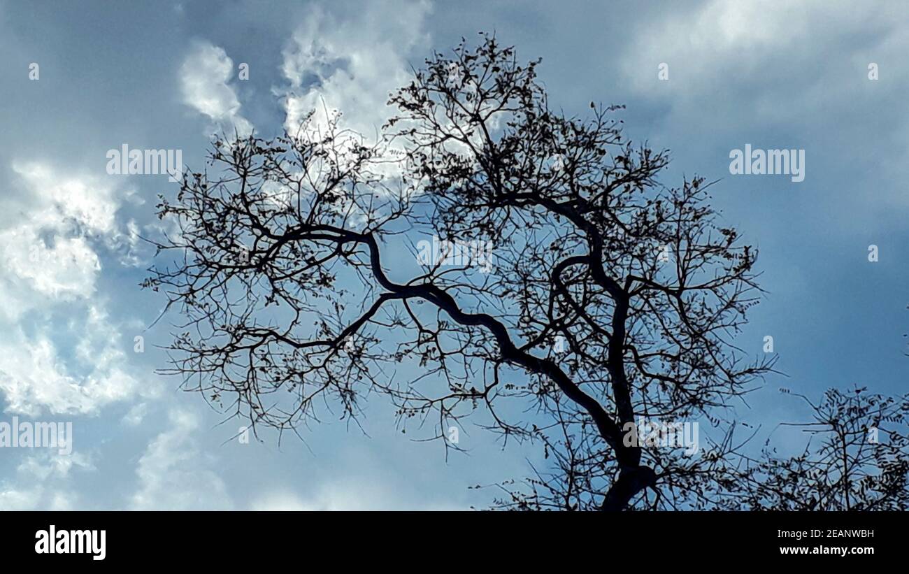 Tree Silhouette Over Cloudy Sky Stock Photo - Alamy