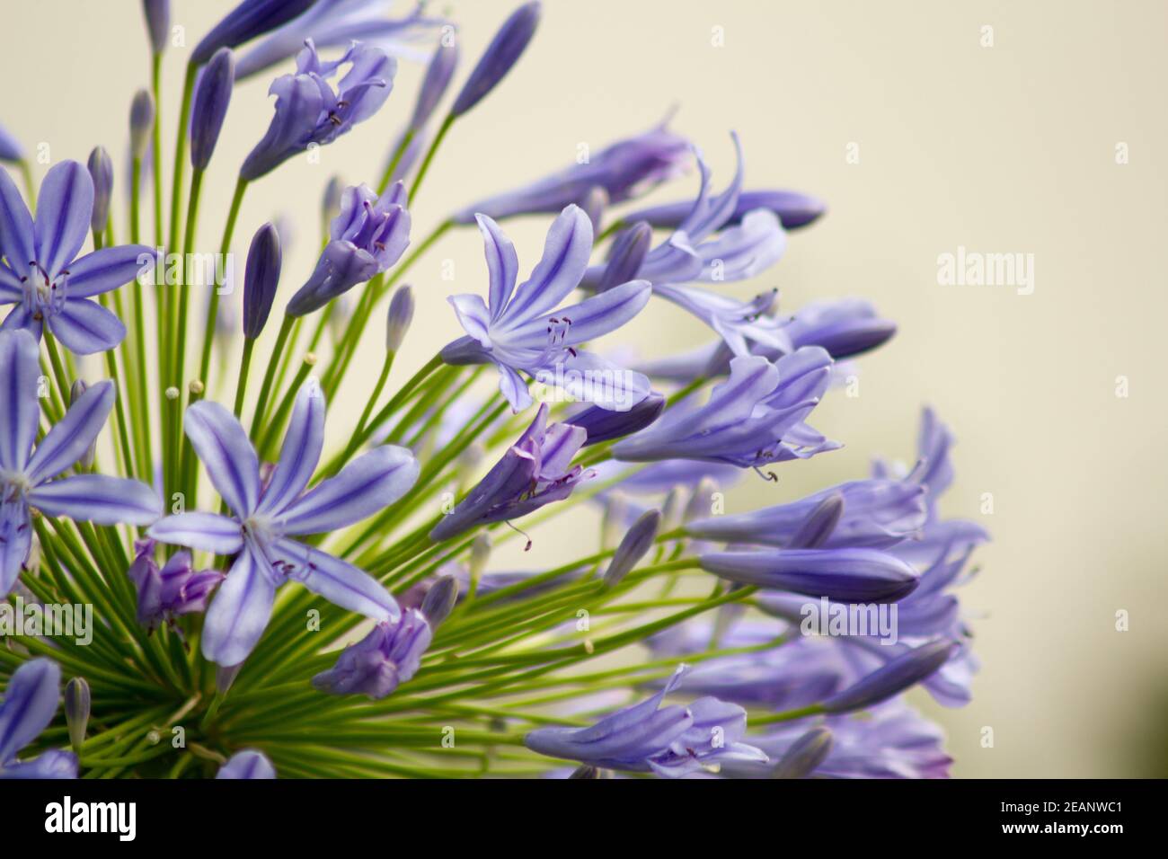 Blue flowering Agapanthus in a garden in Goettingen , Germany Stock Photo