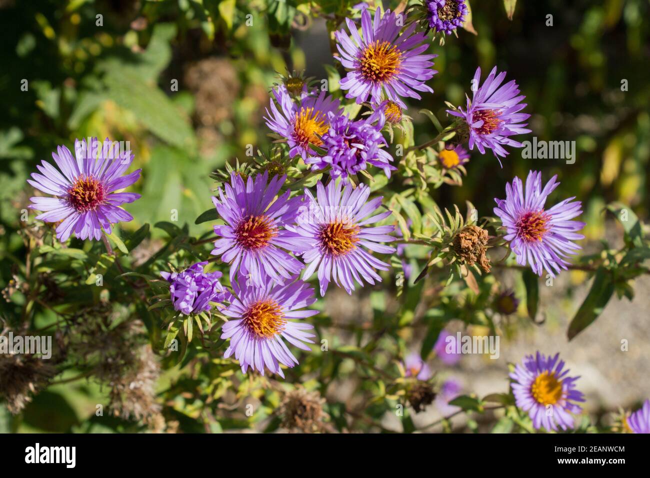 Aster family of flowers hi-res stock photography and images - Alamy