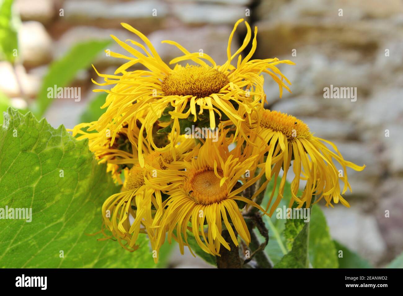 Wire-haired elephant - Inula hirta - Asteraceae Stock Photo